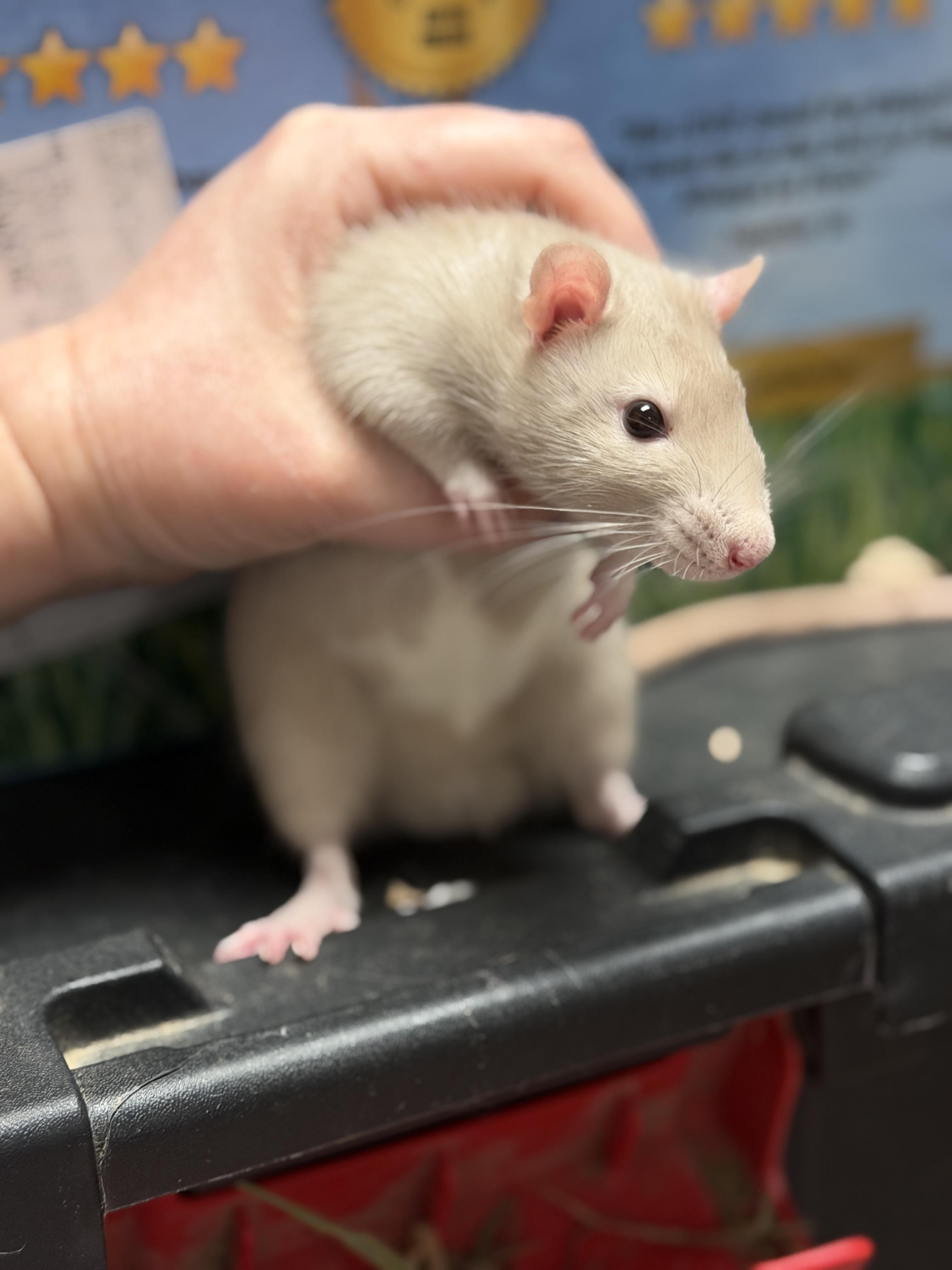 Enlarge Benson pending, a ADOPTABLE Rat in Edinburg, PA image 2/6