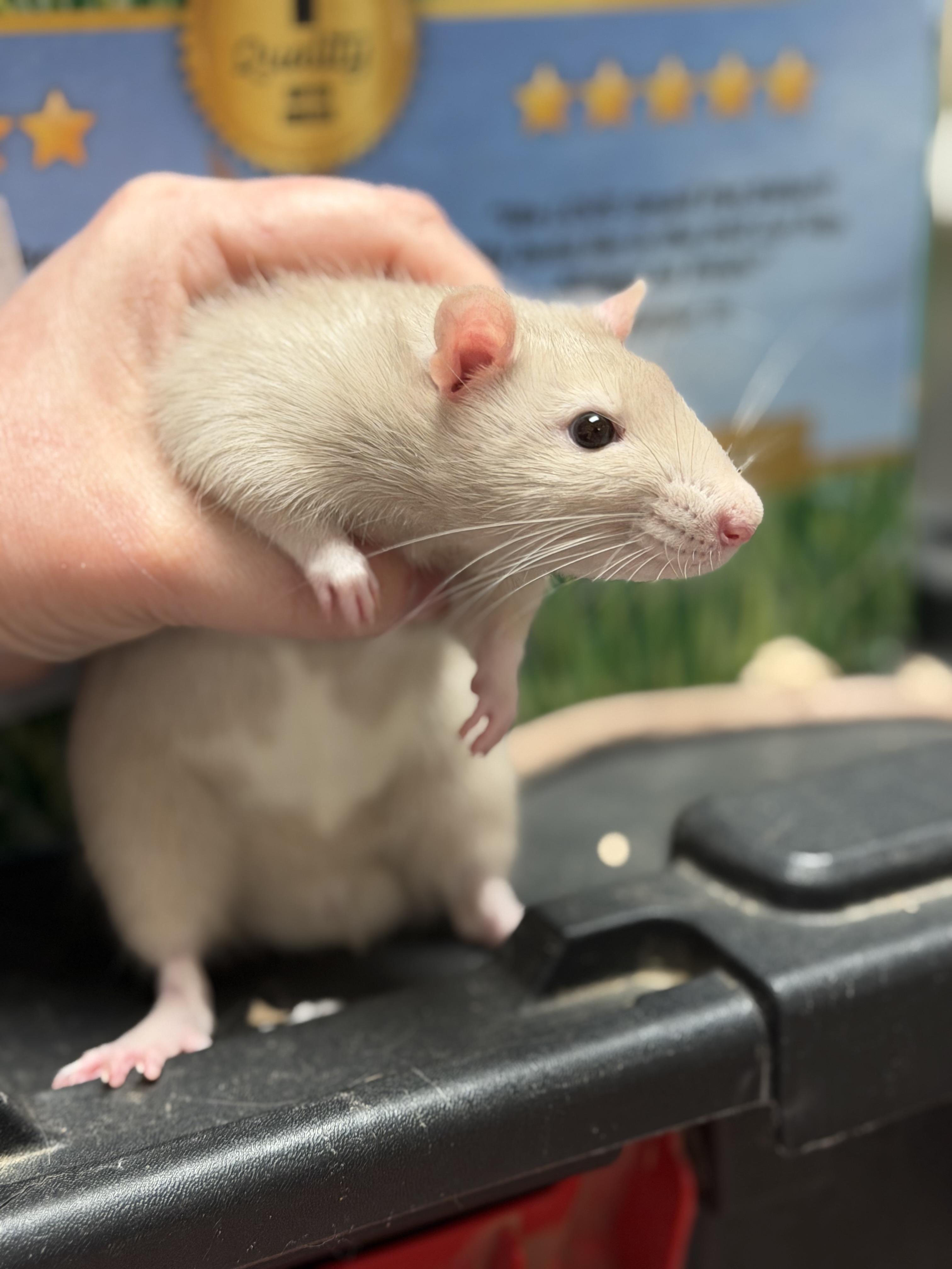 Enlarge Benson pending, a ADOPTABLE Rat in Edinburg, PA image 5/6