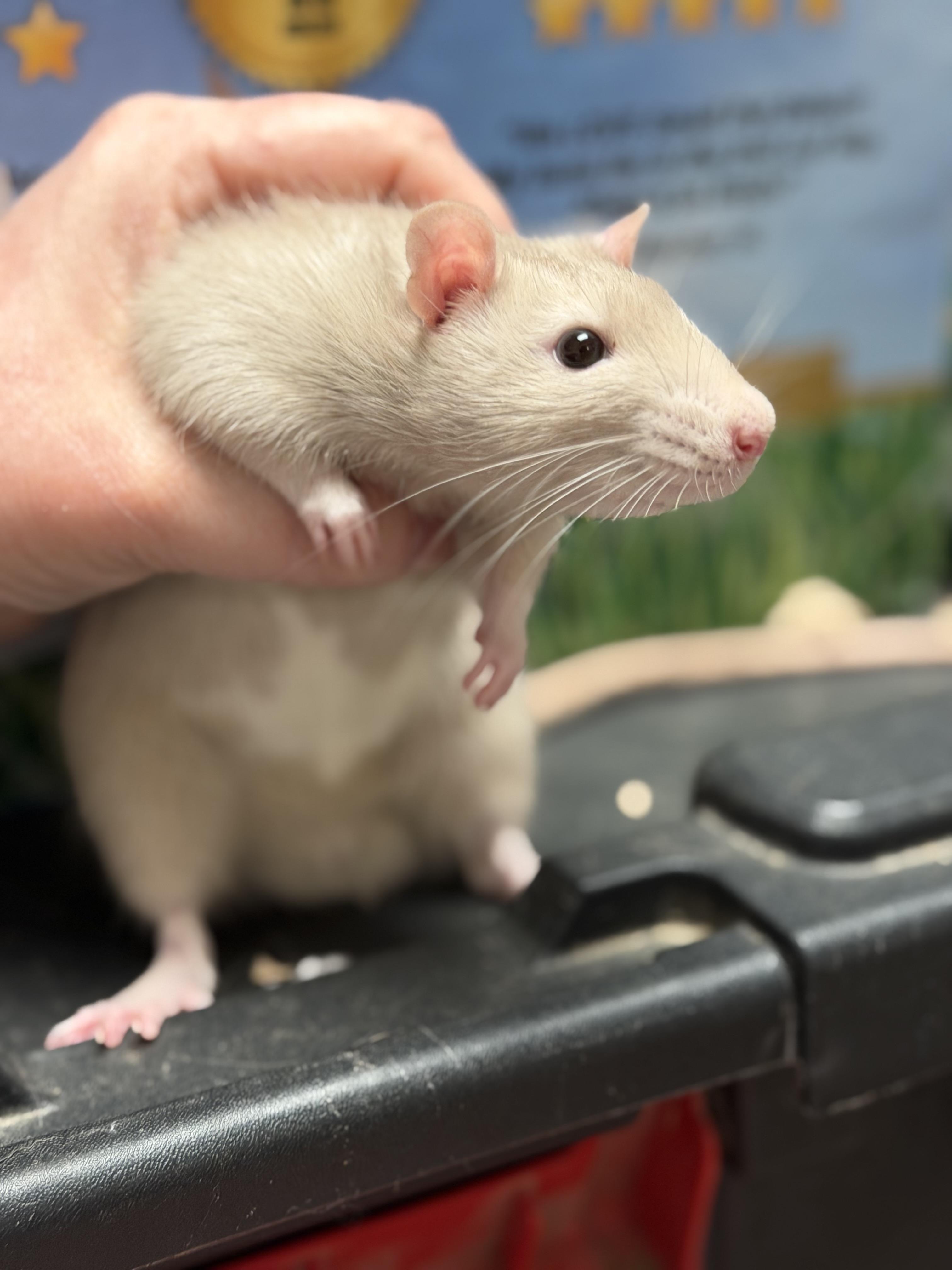 Enlarge Benson pending, a ADOPTABLE Rat in Edinburg, PA image 1/6