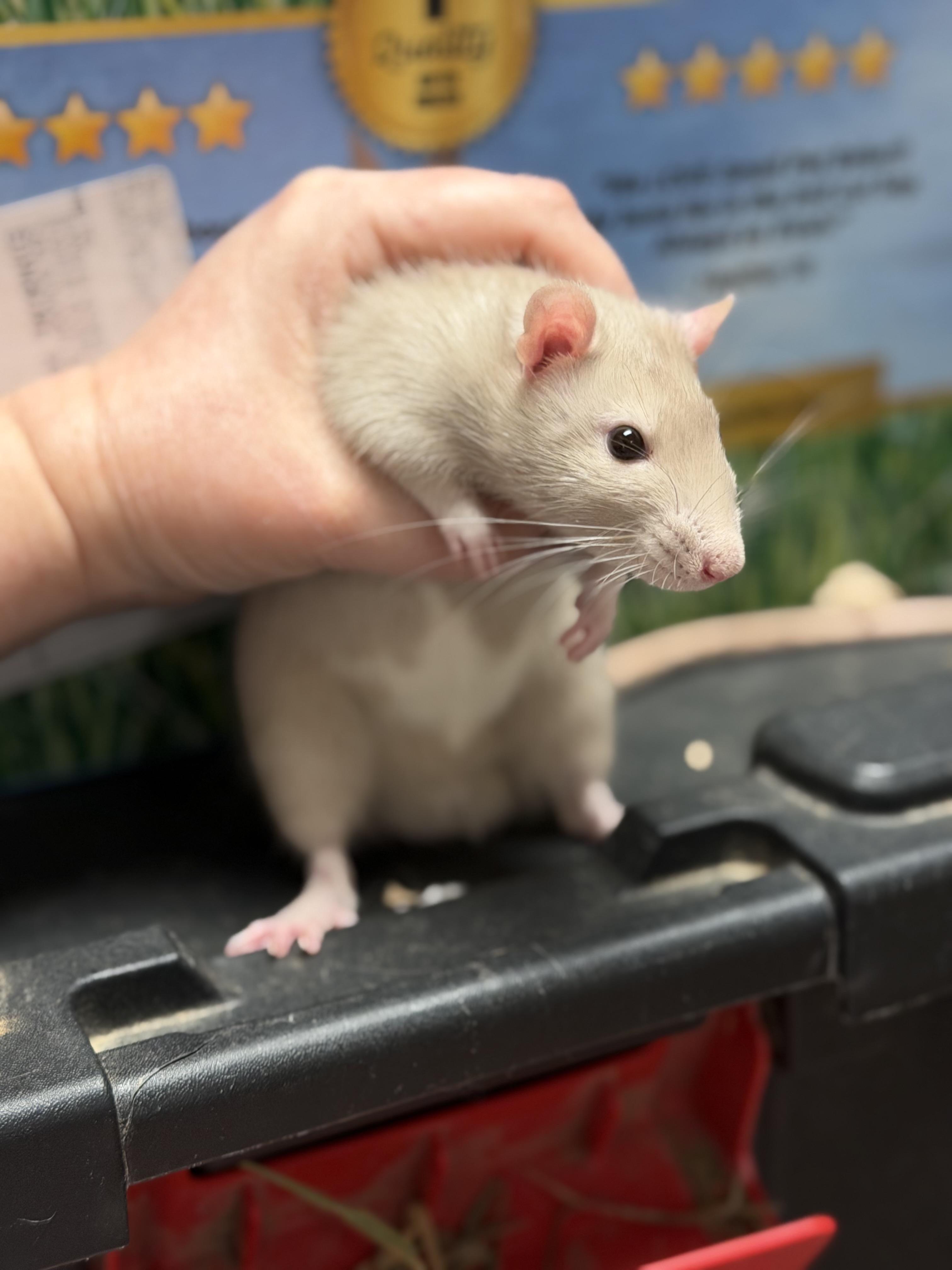 Enlarge Benson pending, a ADOPTABLE Rat in Edinburg, PA image 4/6