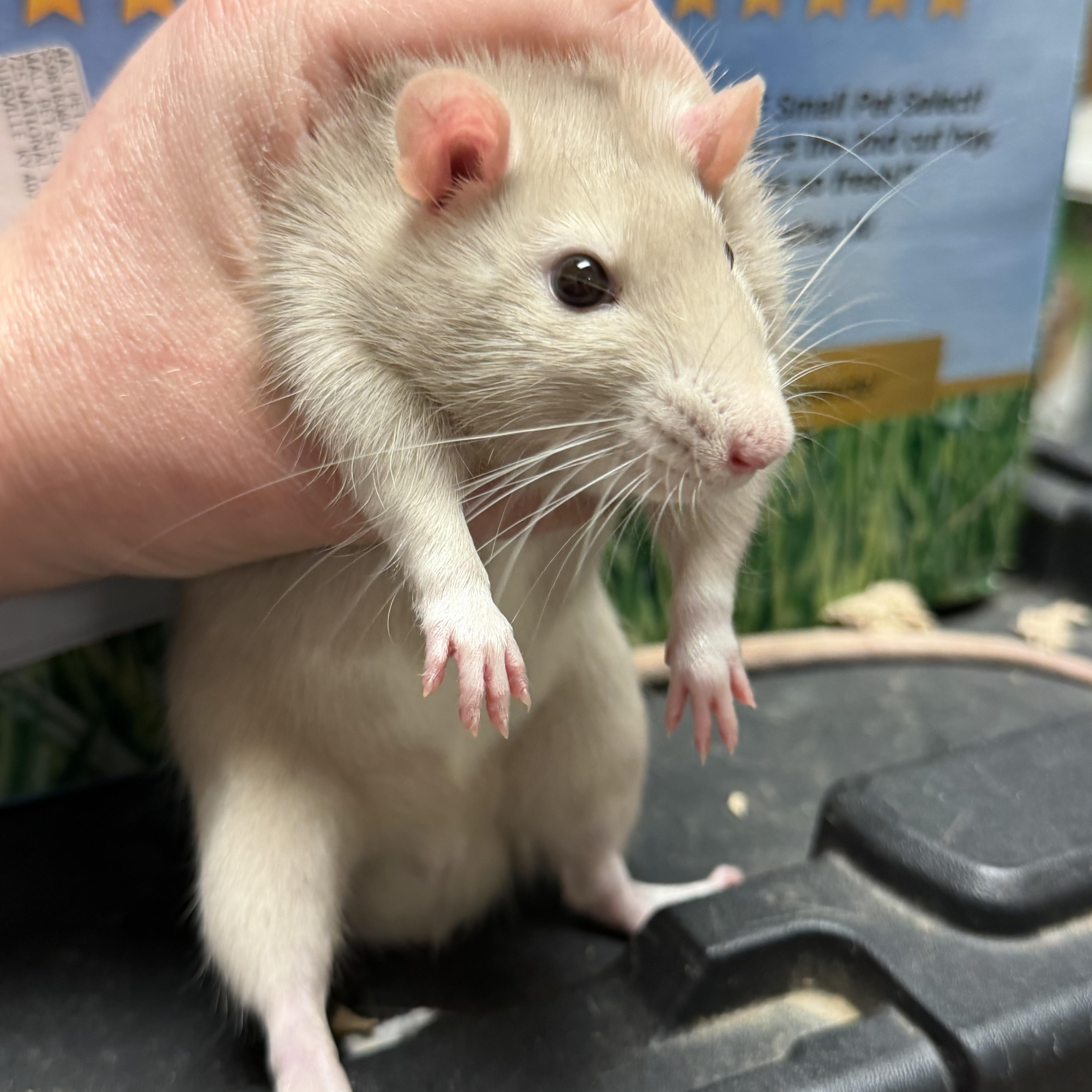 Enlarge Benson pending, a ADOPTABLE Rat in Edinburg, PA image 3/6