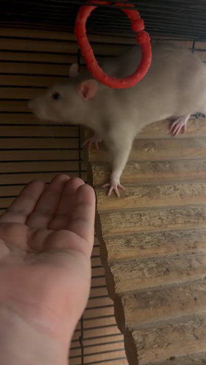 Enlarge Benson pending, a ADOPTABLE Rat in Edinburg, PA video 6/6