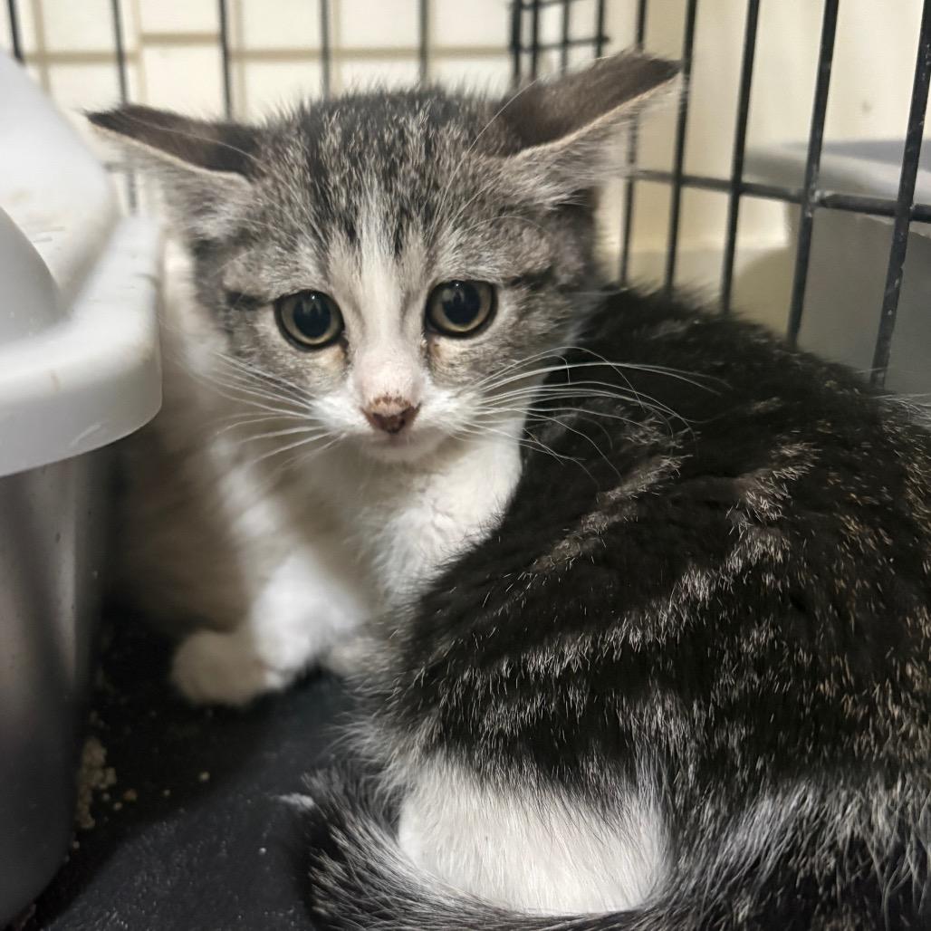 Reaper, Adoptable, Kitten Female Domestic Short Hair & Domestic Short Hair.