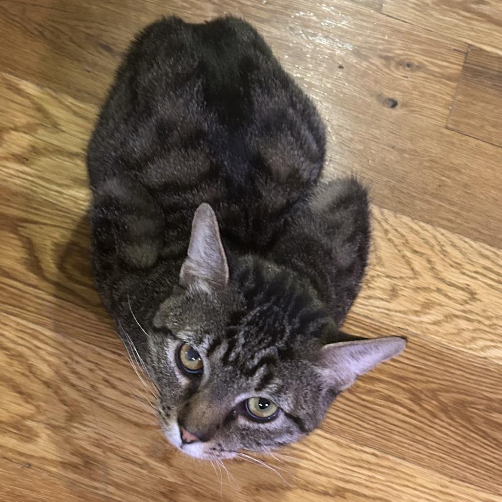 Dunkin Donuts, Adoptable, Adult Male Domestic Short Hair.