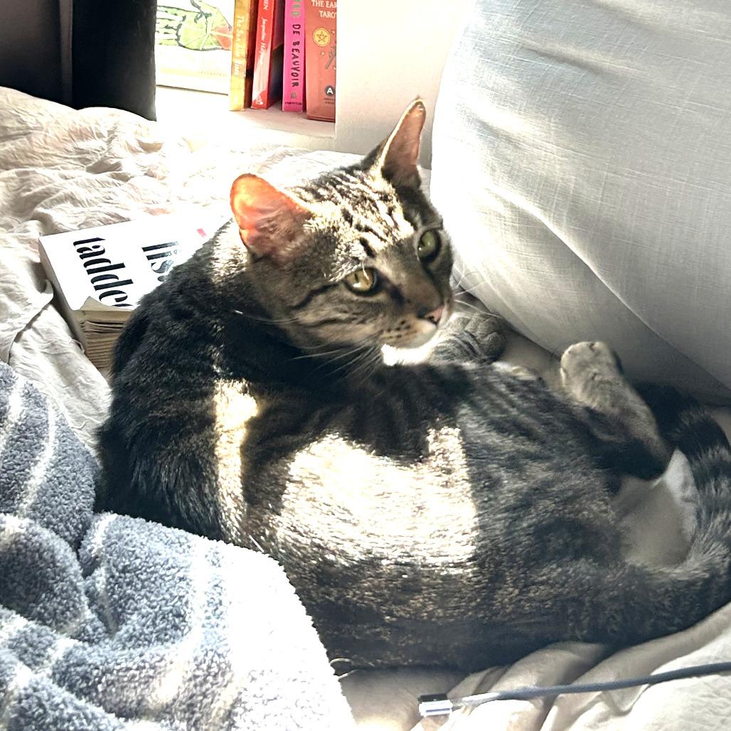 Enlarge Dunkin Donuts, a Adoptable Domestic Short Hair in New York, NY image 2/6