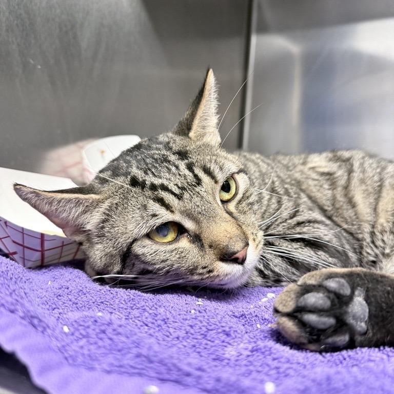 Enlarge Dunkin Donuts, a Adoptable Domestic Short Hair in New York, NY image 3/6