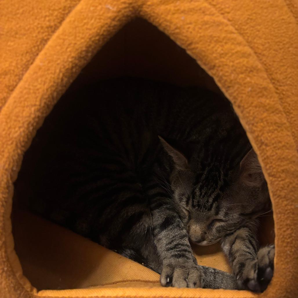 Enlarge Dunkin Donuts, a Adoptable Domestic Short Hair in New York, NY image 4/6