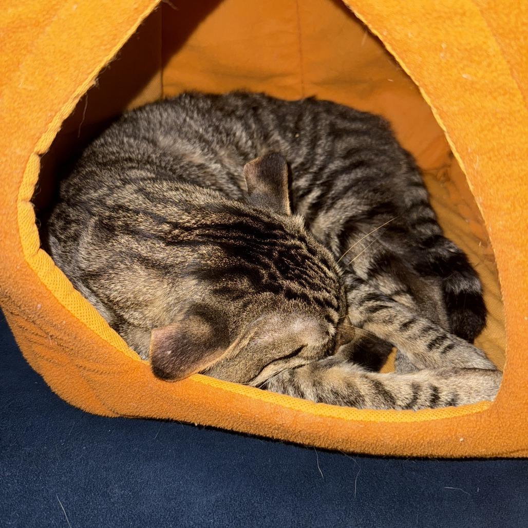 Enlarge Dunkin Donuts, a Adoptable Domestic Short Hair in New York, NY image 5/6