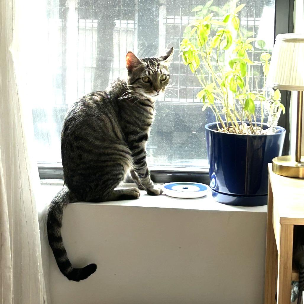 Enlarge Dunkin Donuts, a Adoptable Domestic Short Hair in New York, NY image 6/6