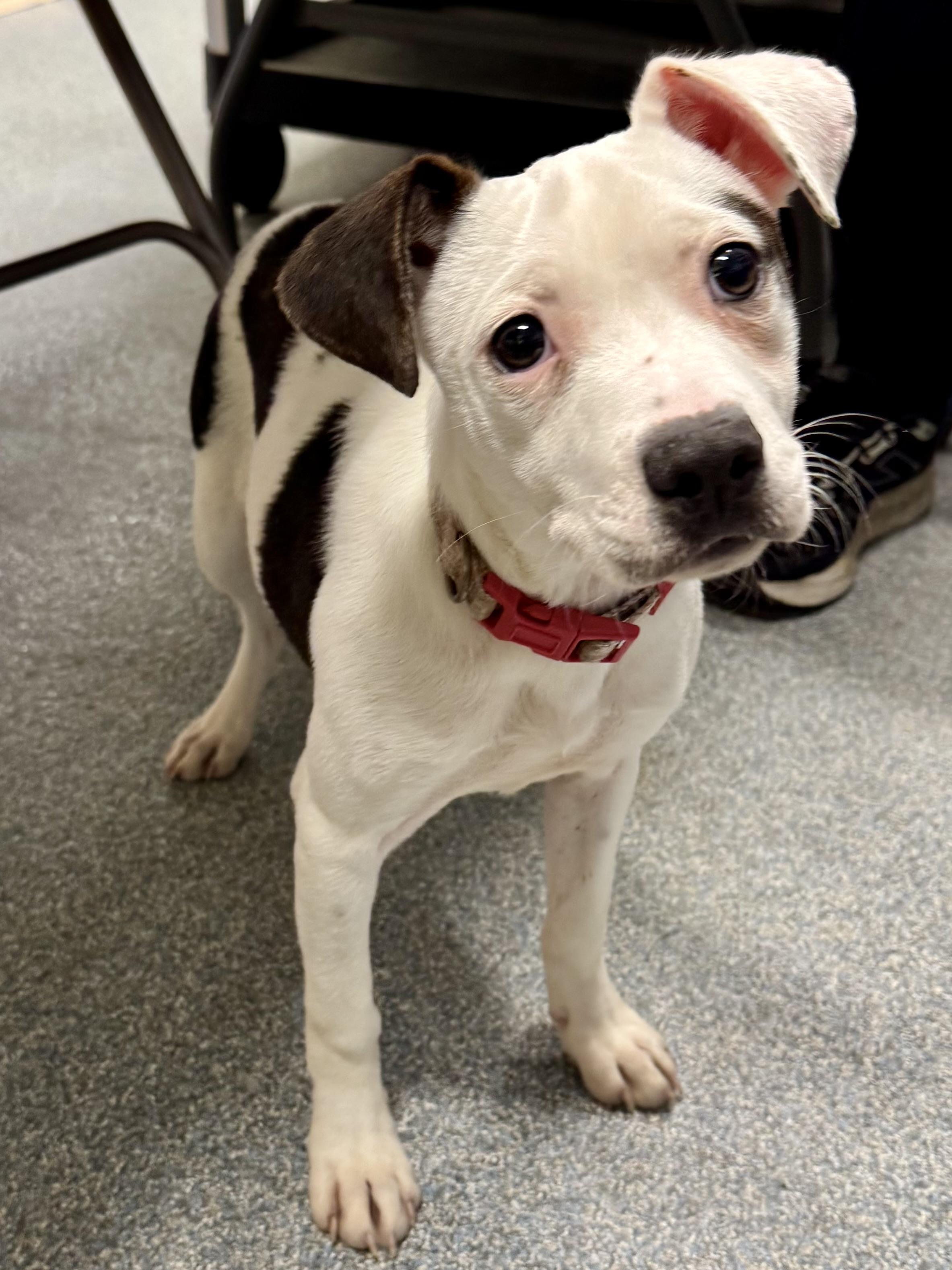 Spot, adopted, Young Female Jack Russell Terrier.