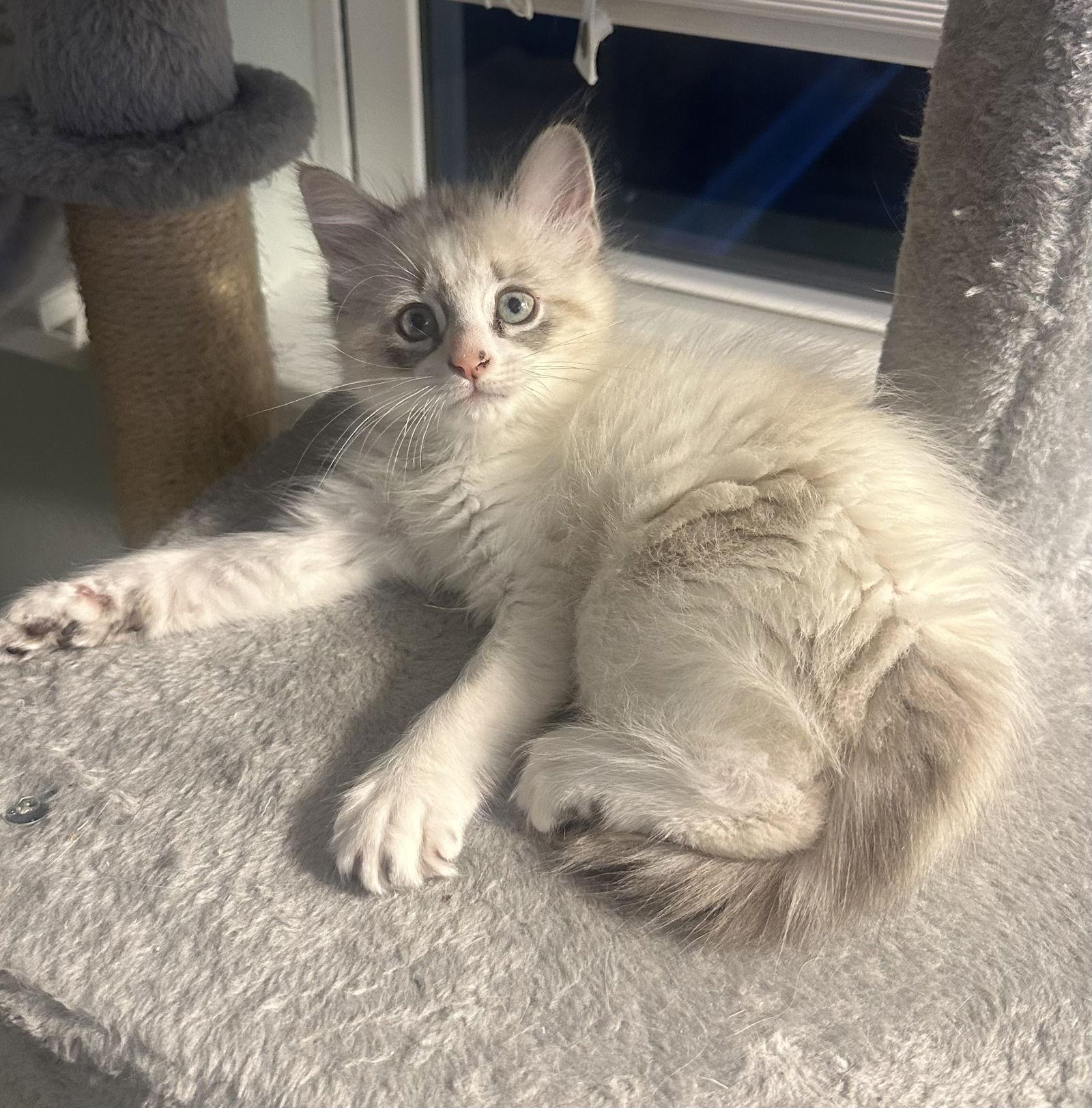 Snowball, Adopted, Young Female Domestic Medium Hair & Ragdoll.
