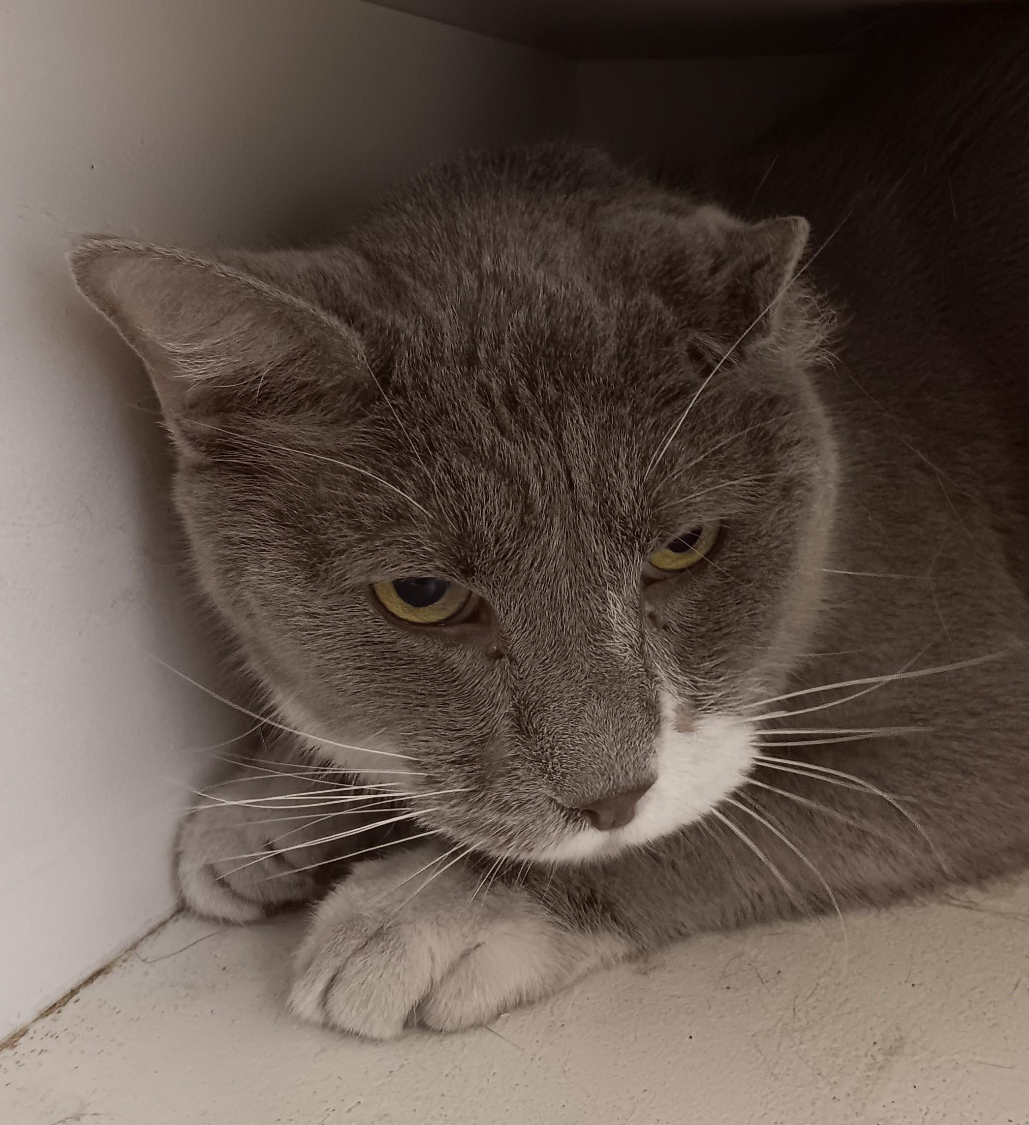 Marty, ADOPTABLE, Adult Male Domestic Short Hair.