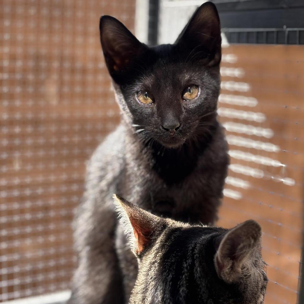 Blair, Adoptable, Kitten Female Domestic Short Hair.