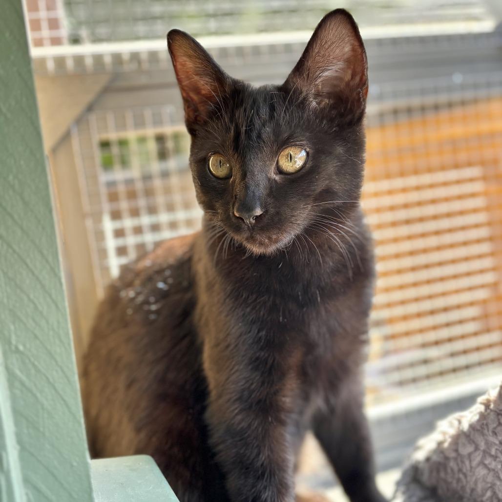 Enlarge Blair, a Adoptable Domestic Short Hair in Agoura Hills, CA image 2/6