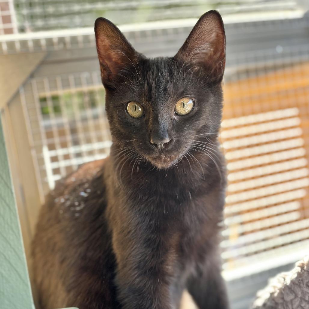 Enlarge Blair, a Adoptable Domestic Short Hair in Agoura Hills, CA image 3/6