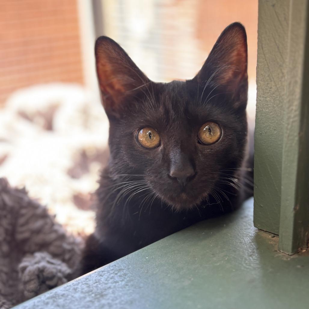 Enlarge Blair, a Adoptable Domestic Short Hair in Agoura Hills, CA image 4/6
