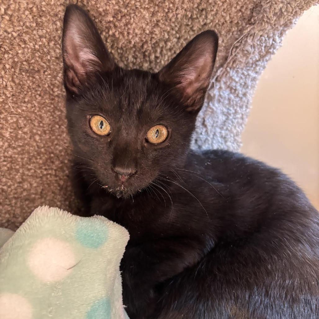 Enlarge Blair, a Adoptable Domestic Short Hair in Agoura Hills, CA image 5/6
