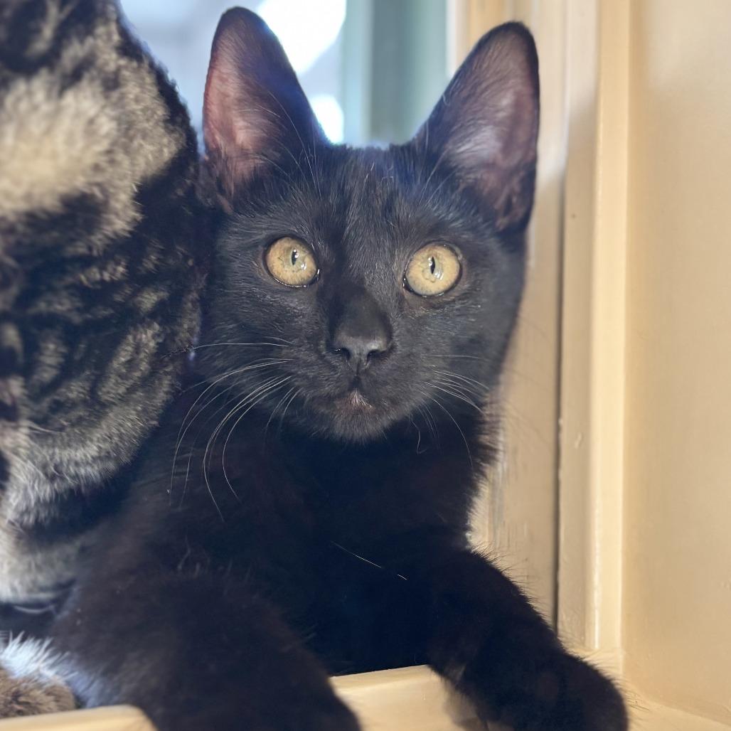 Enlarge Blair, a Adoptable Domestic Short Hair in Agoura Hills, CA image 6/6