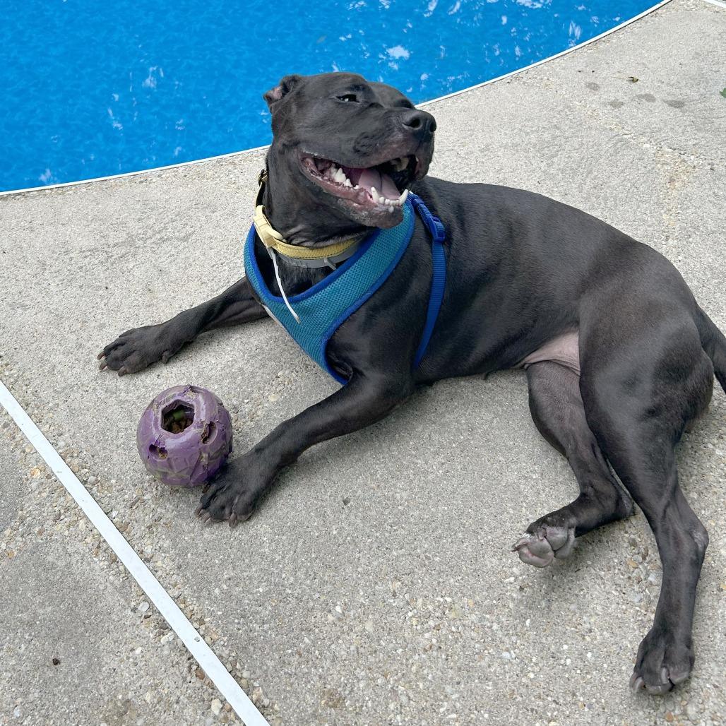 Nova, Adoptable, Adult Female Pit Bull Terrier.