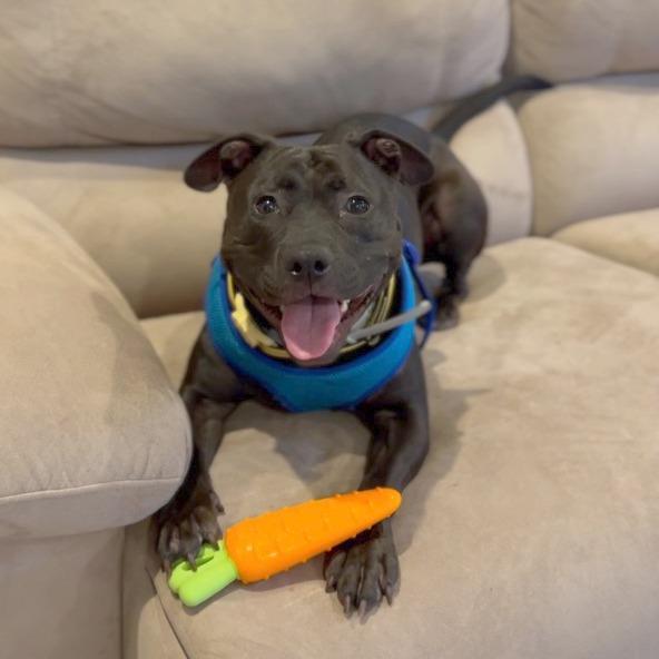 Enlarge Nova, a Adoptable Pit Bull Terrier in Rockville, MD image 2/5