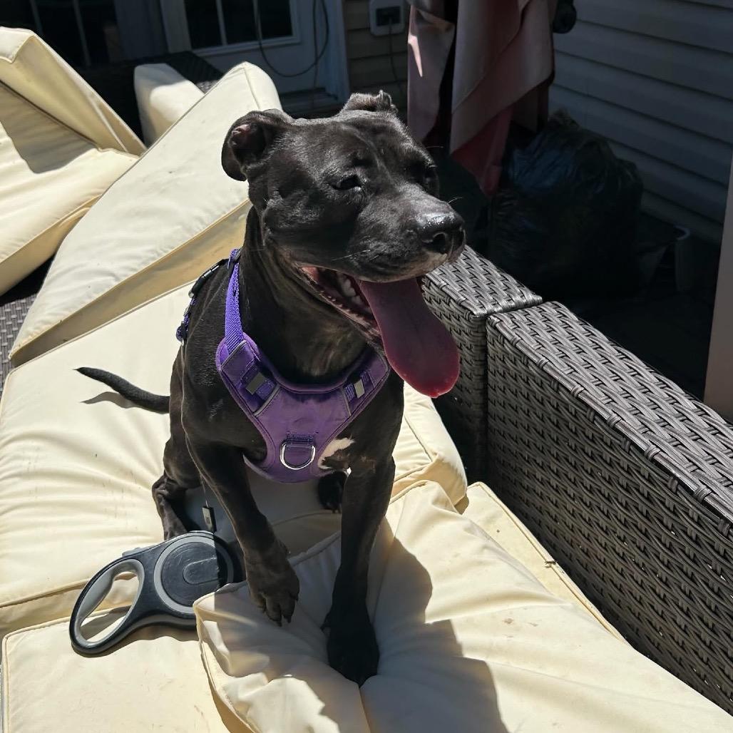 Nova fka Ginger, Adoptable, Young Female Pit Bull Terrier.