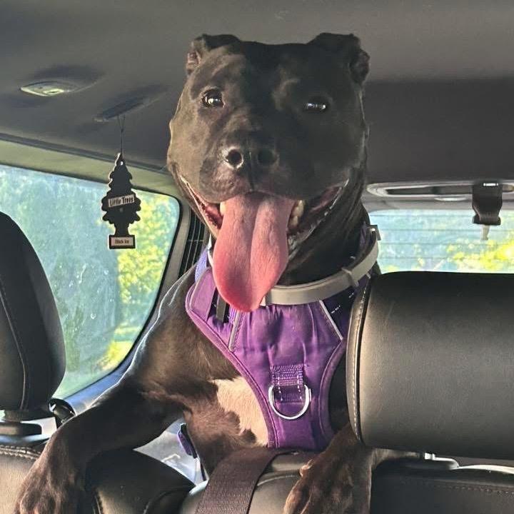 Enlarge Nova fka Ginger, a Adoptable Pit Bull Terrier in Rockville, MD image 2/6