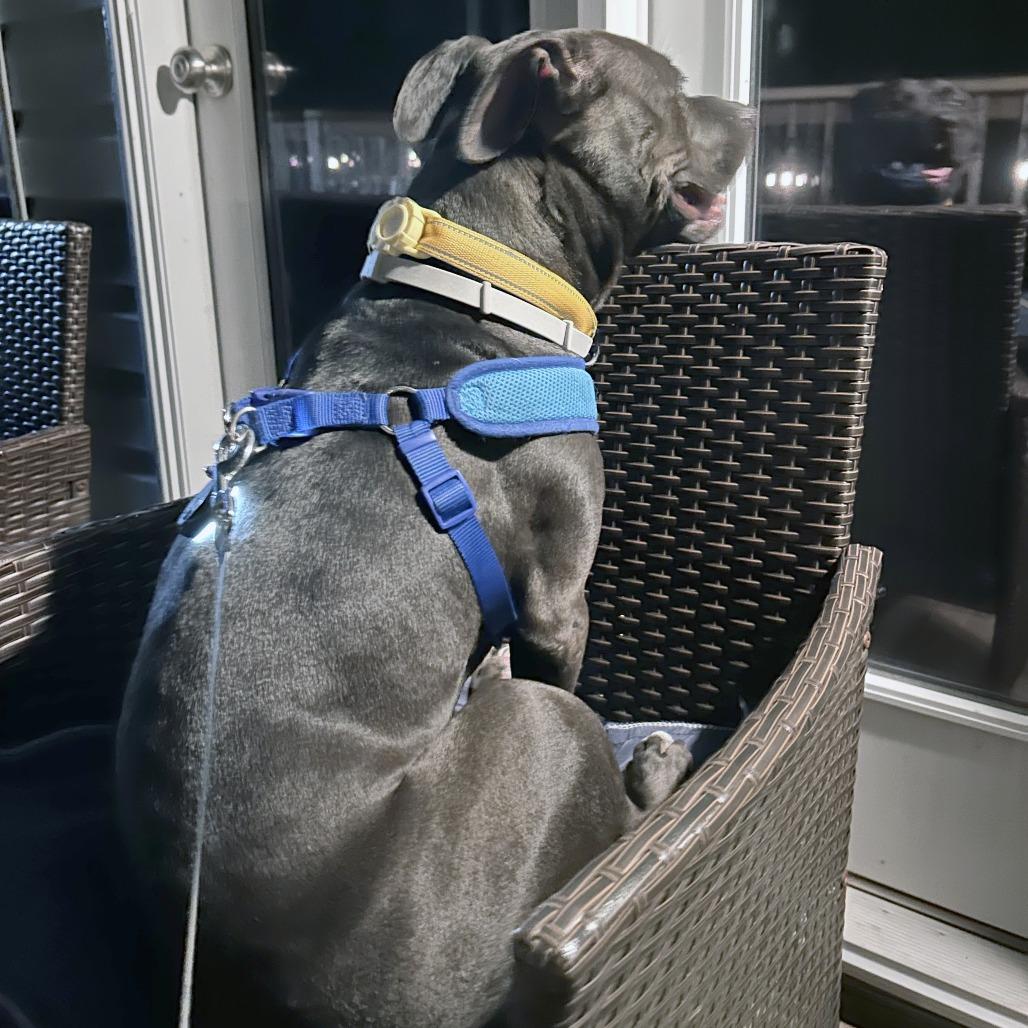 Enlarge Nova, a Adoptable Pit Bull Terrier in Rockville, MD image 2/6