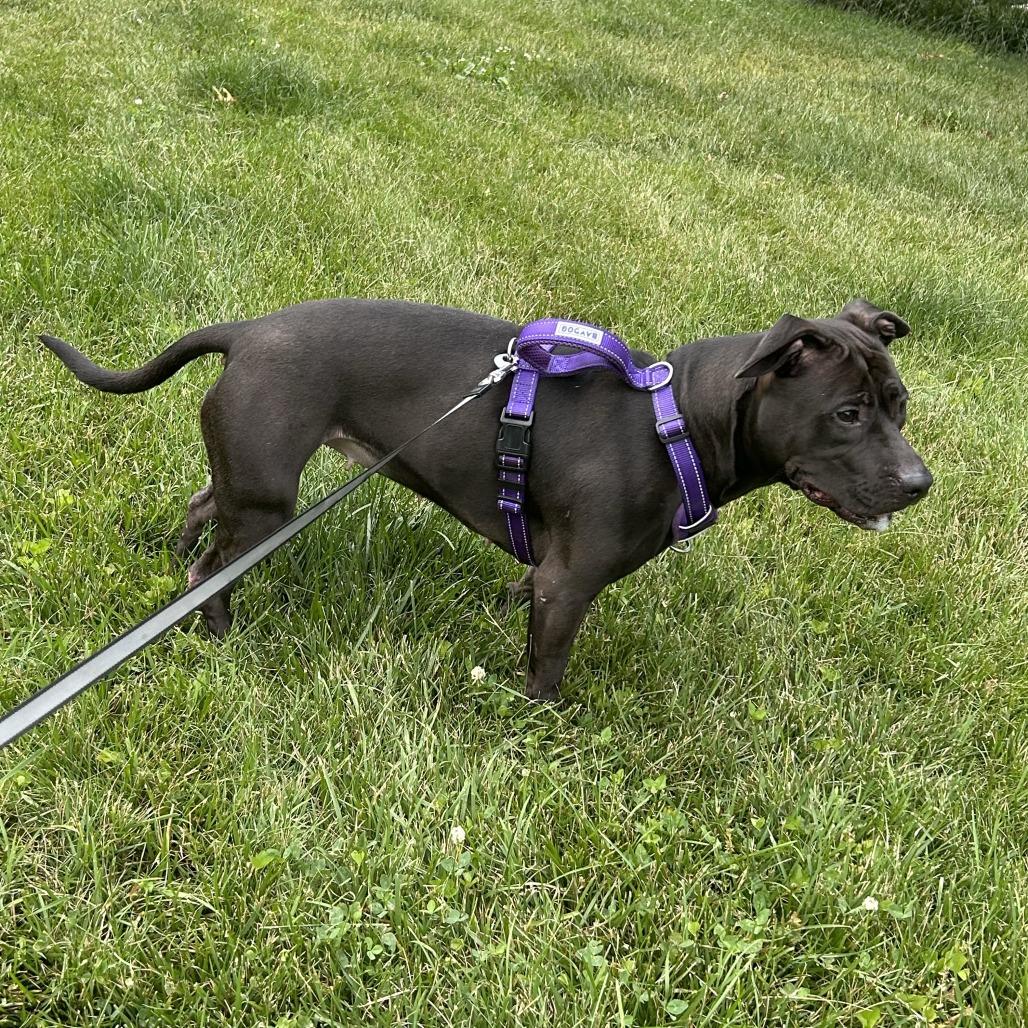 Enlarge Nova, a Adoptable Pit Bull Terrier in Rockville, MD image 3/6
