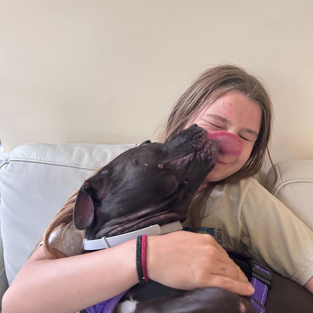 Enlarge Nova, a Adoptable Pit Bull Terrier in Rockville, MD image 4/6