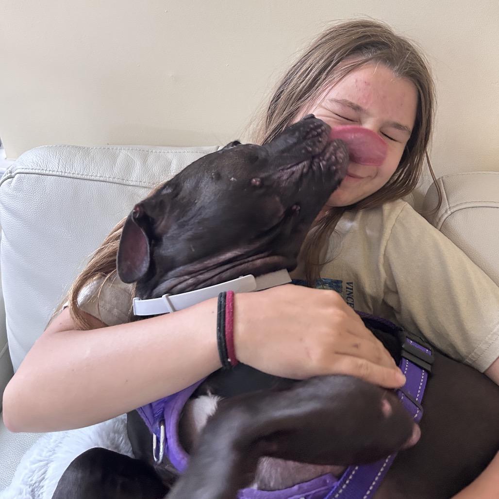 Enlarge Nova fka Ginger, a Adoptable Pit Bull Terrier in Rockville, MD image 3/6
