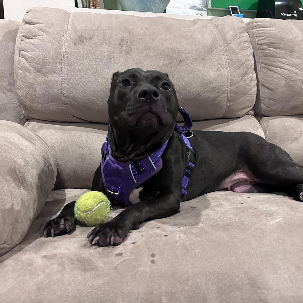Enlarge Nova fka Ginger, a Adoptable Pit Bull Terrier in Rockville, MD image 5/6