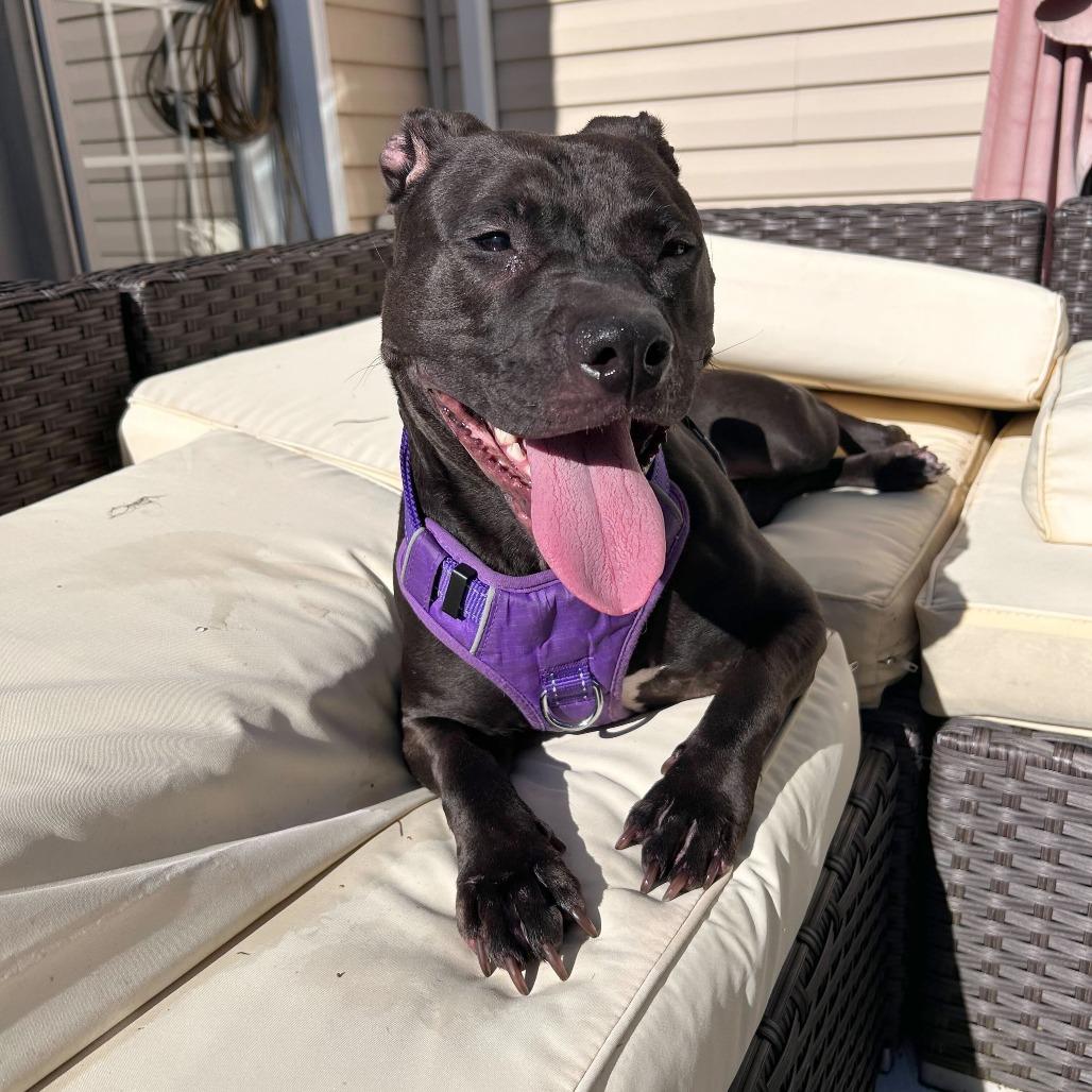 Enlarge Nova, a Adoptable Pit Bull Terrier in Rockville, MD image 5/6