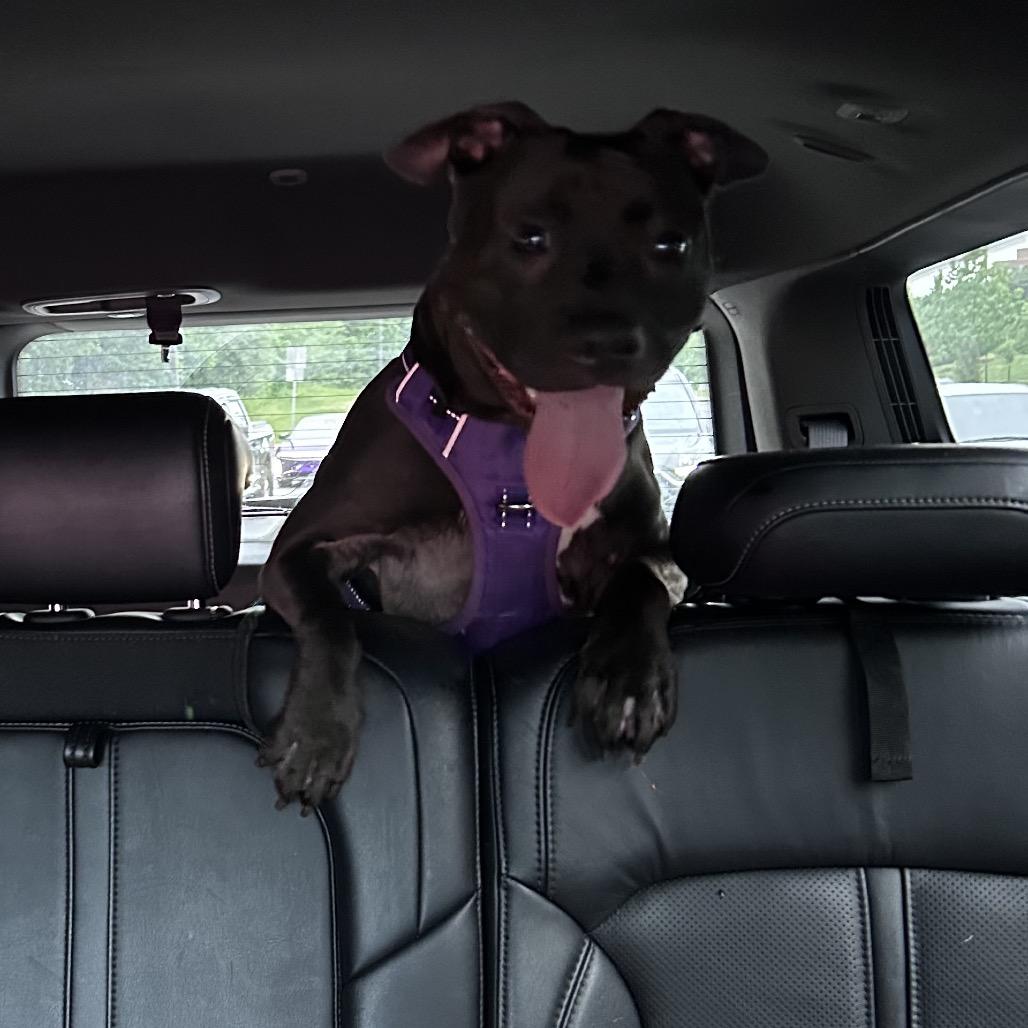 Enlarge Nova fka Ginger, a Adoptable Pit Bull Terrier in Rockville, MD image 6/6
