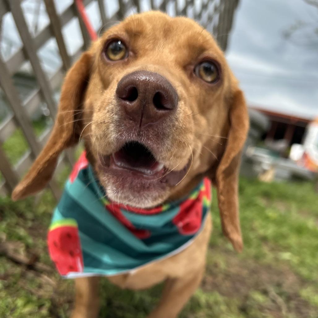 Bernice, Adoptable, Adult Female Beagle.