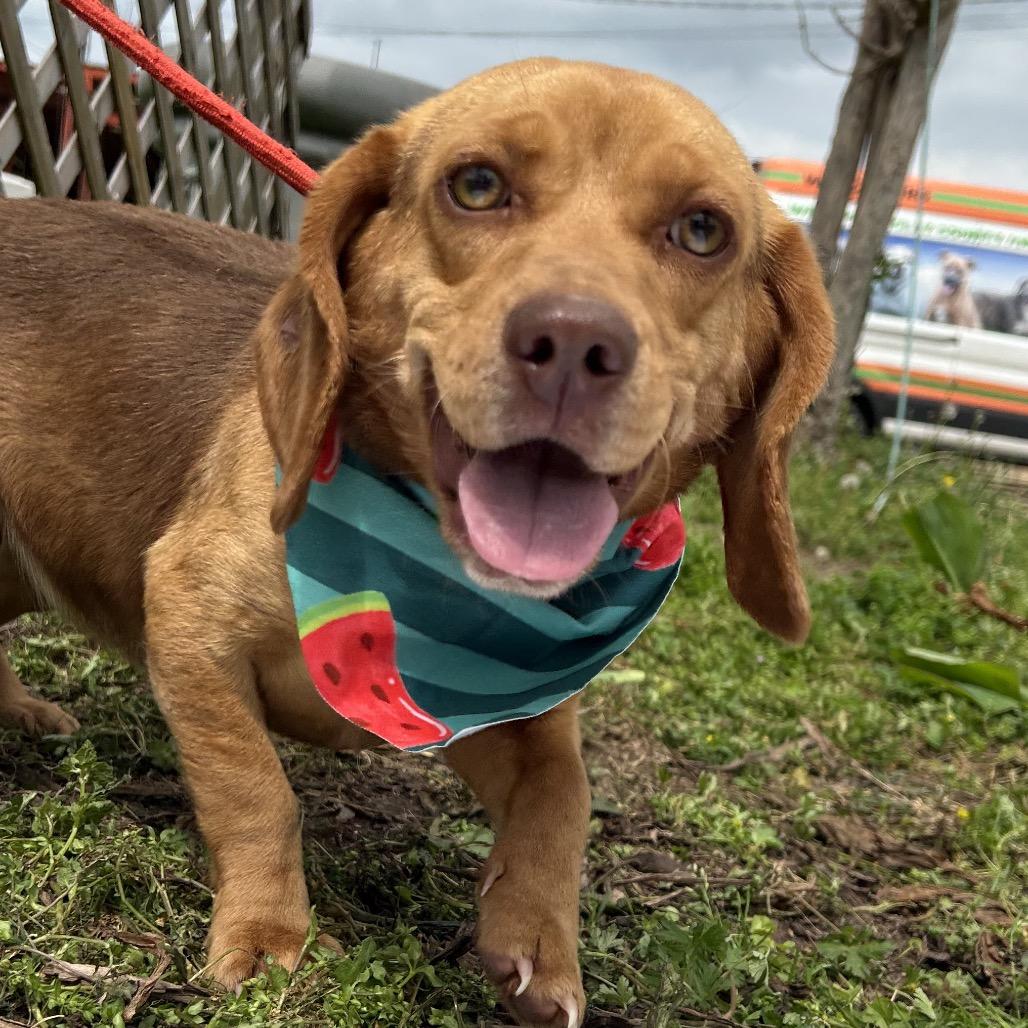 Enlarge Bernice, a Adoptable mixed breed in West Point, MS image 2/6