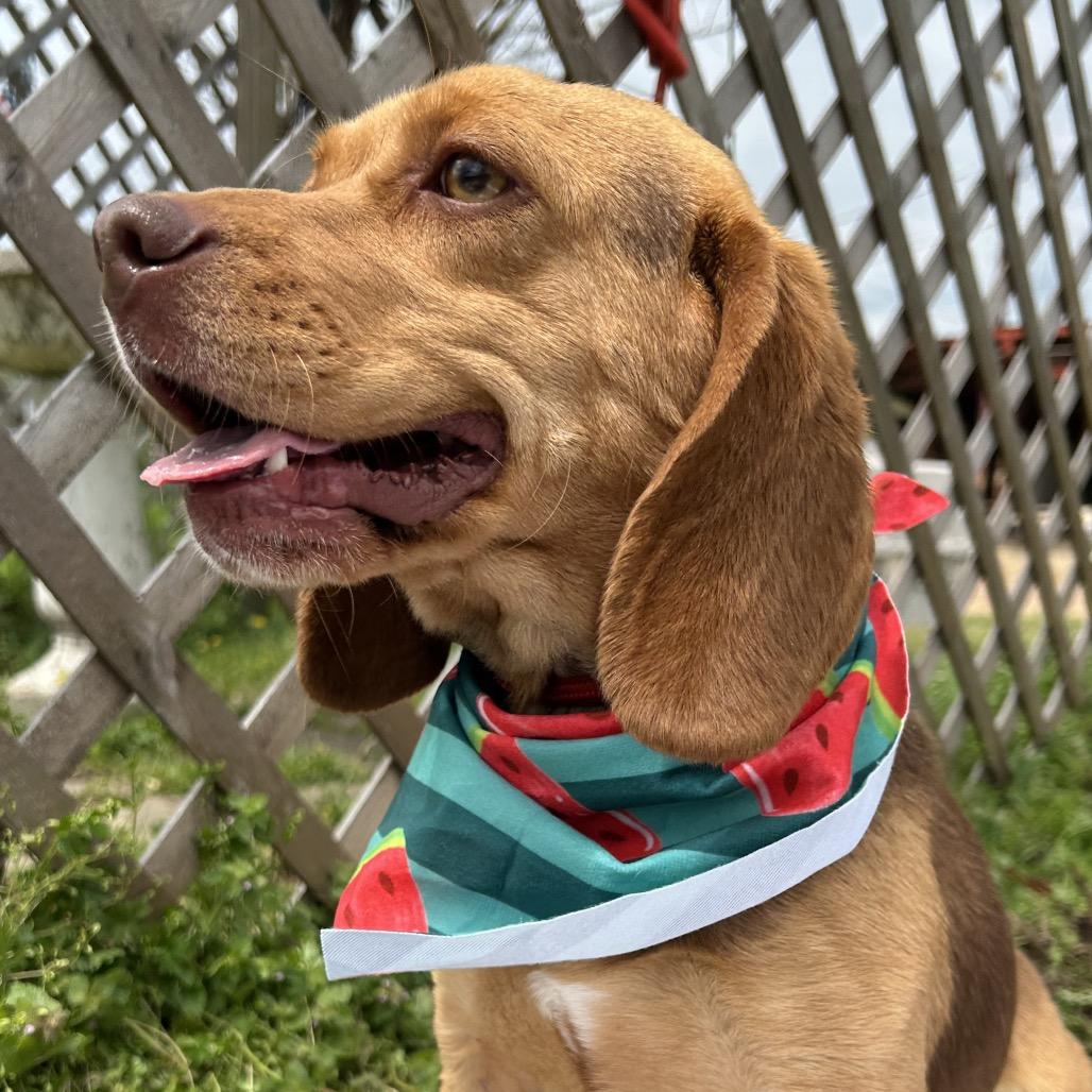 Enlarge Bernice, a Adoptable mixed breed in West Point, MS image 3/6