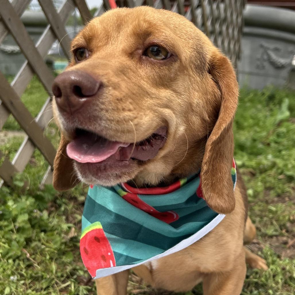 Enlarge Bernice, a Adoptable mixed breed in West Point, MS image 4/6