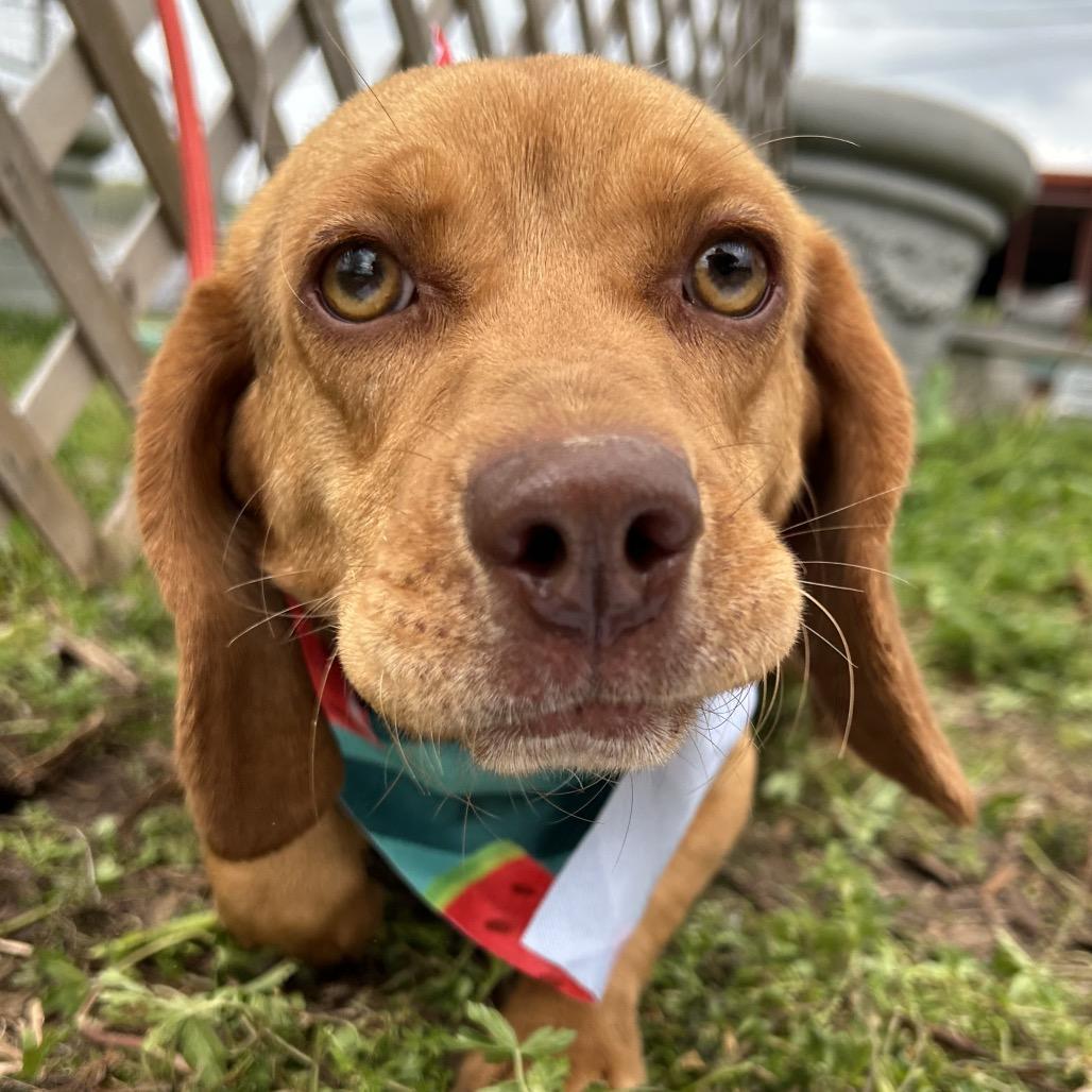 Enlarge Bernice, a Adoptable mixed breed in West Point, MS image 5/6