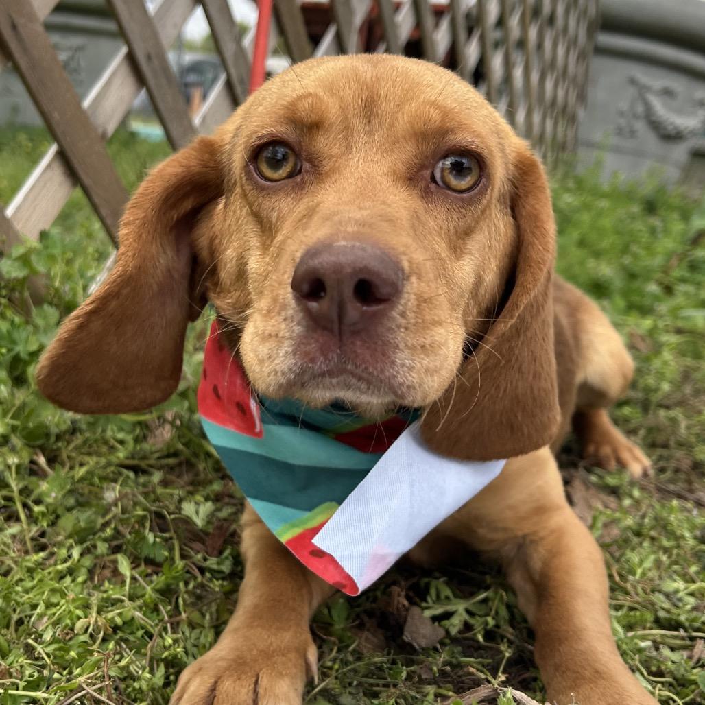 Enlarge Bernice, a Adoptable mixed breed in West Point, MS image 6/6