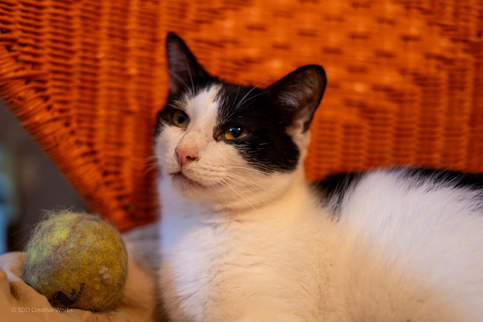 Chewy, Adoptable, Young Male Tuxedo & American Shorthair.