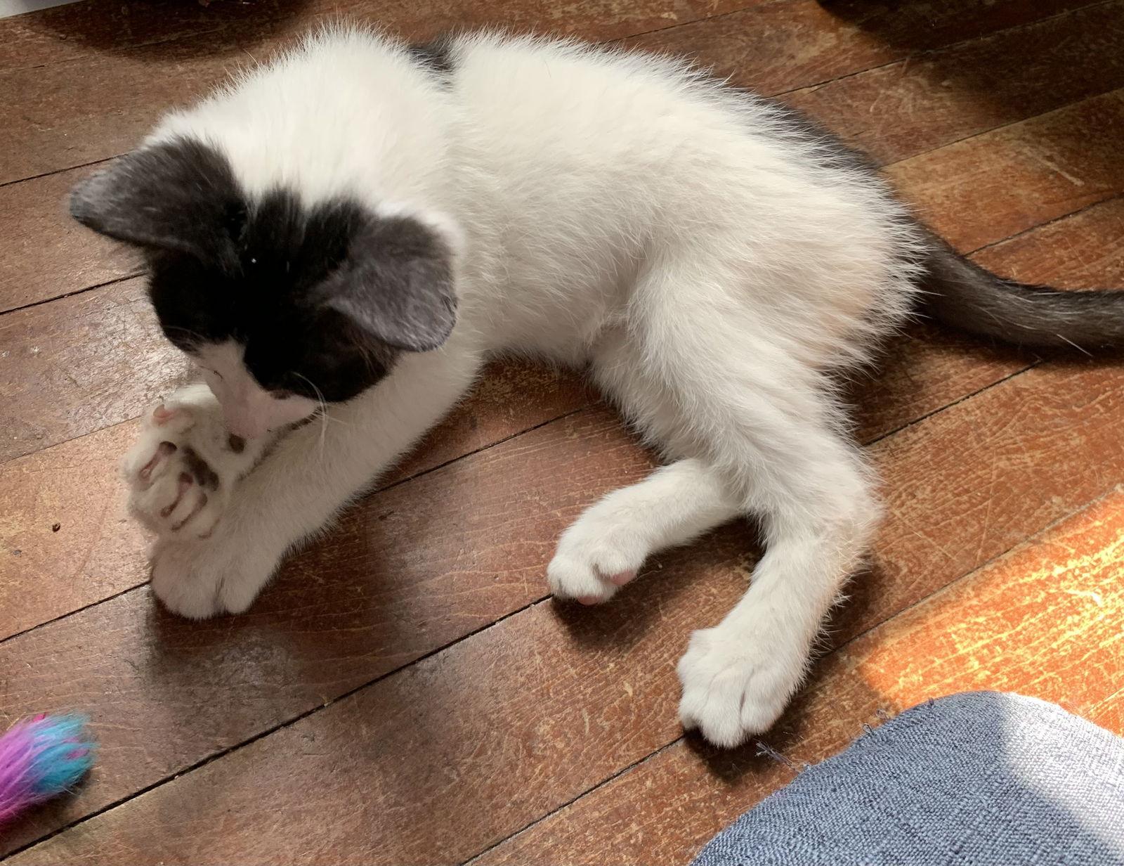 Chewy, a Adoptable mixed breed in Maywood, IL image 2/3