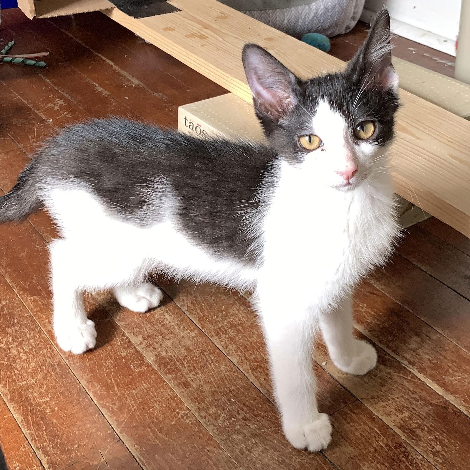 Chewy, a Adoptable mixed breed in Maywood, IL image 3/3