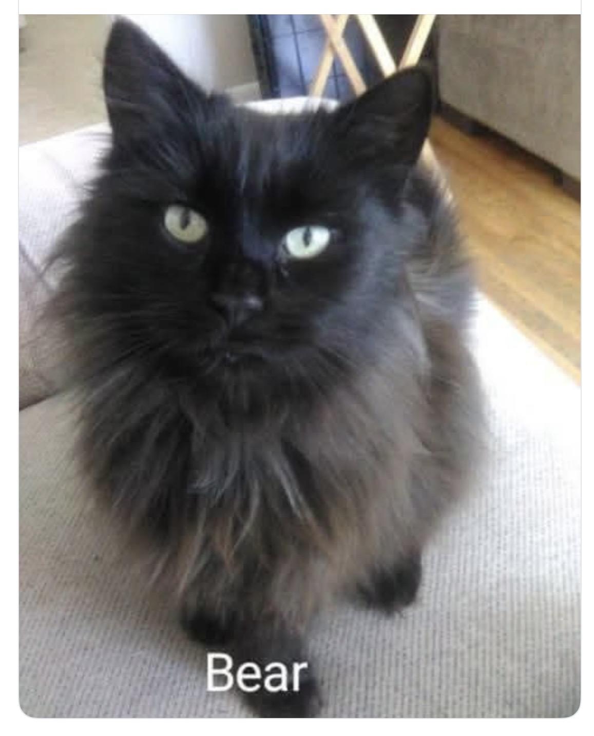 Teddy Bear - long fur Maine Coon mix, ADOPTABLE, Adult Male Domestic Long Hair & Maine Coon.