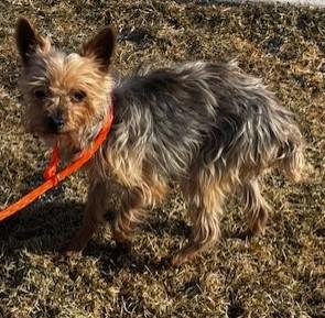 Abigail/60129647, adopted, Senior Female Yorkshire Terrier.