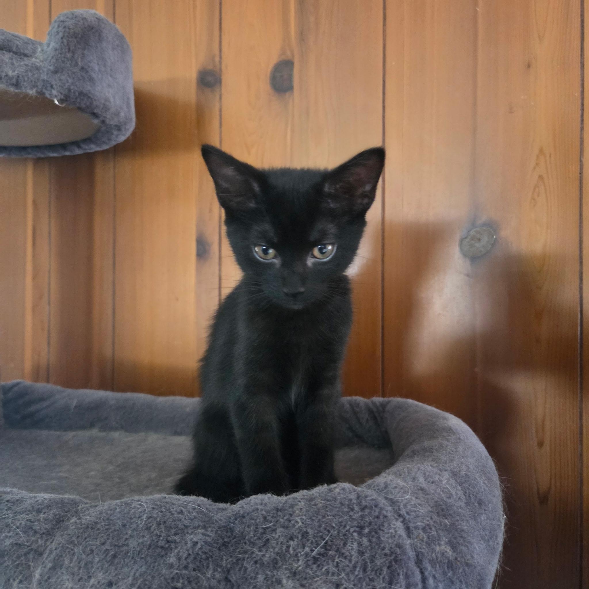 Spirit, Adopted, Kitten Male Domestic Short Hair.