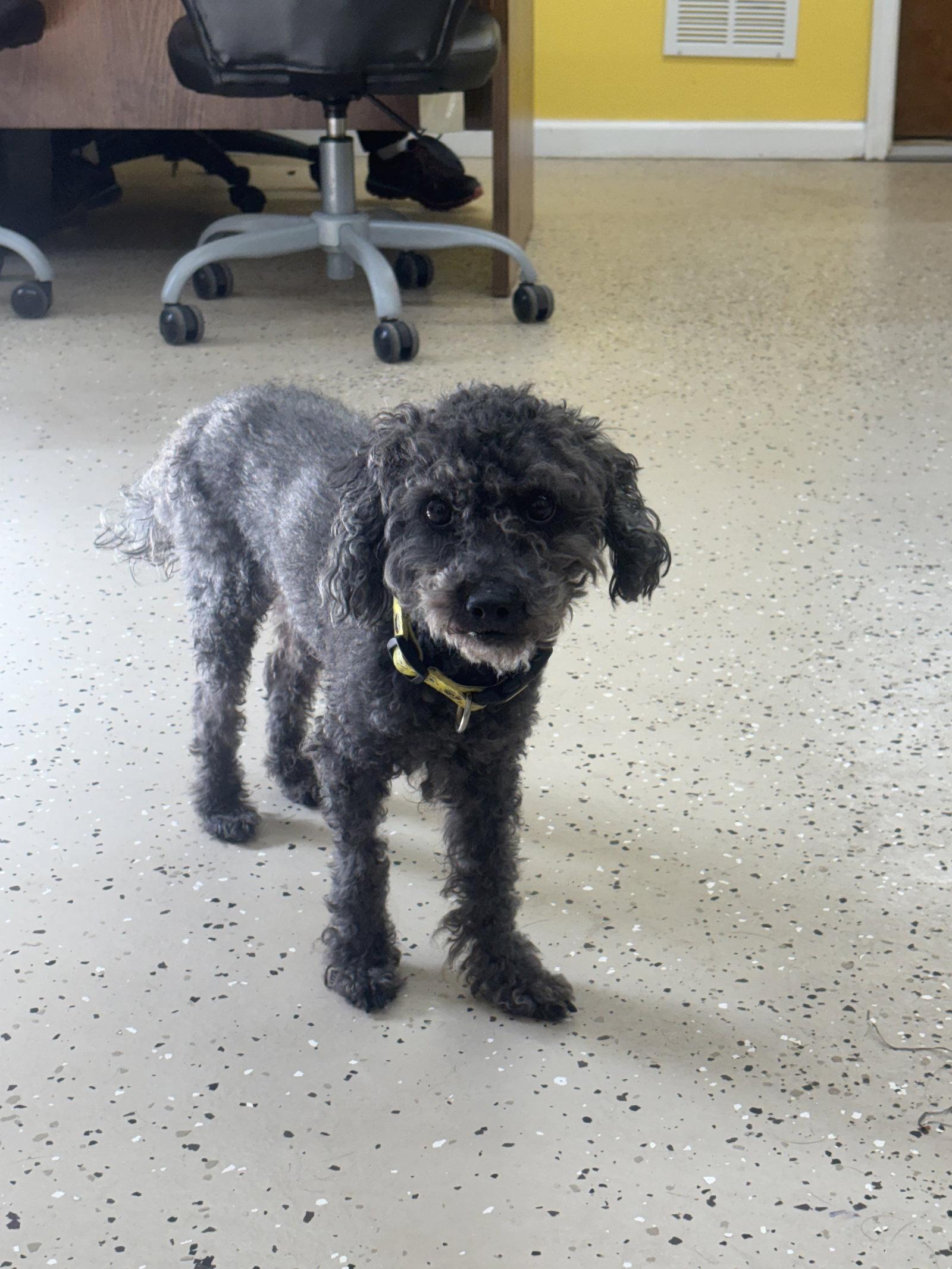 Bubbles, Adopted, Adult Male Poodle.