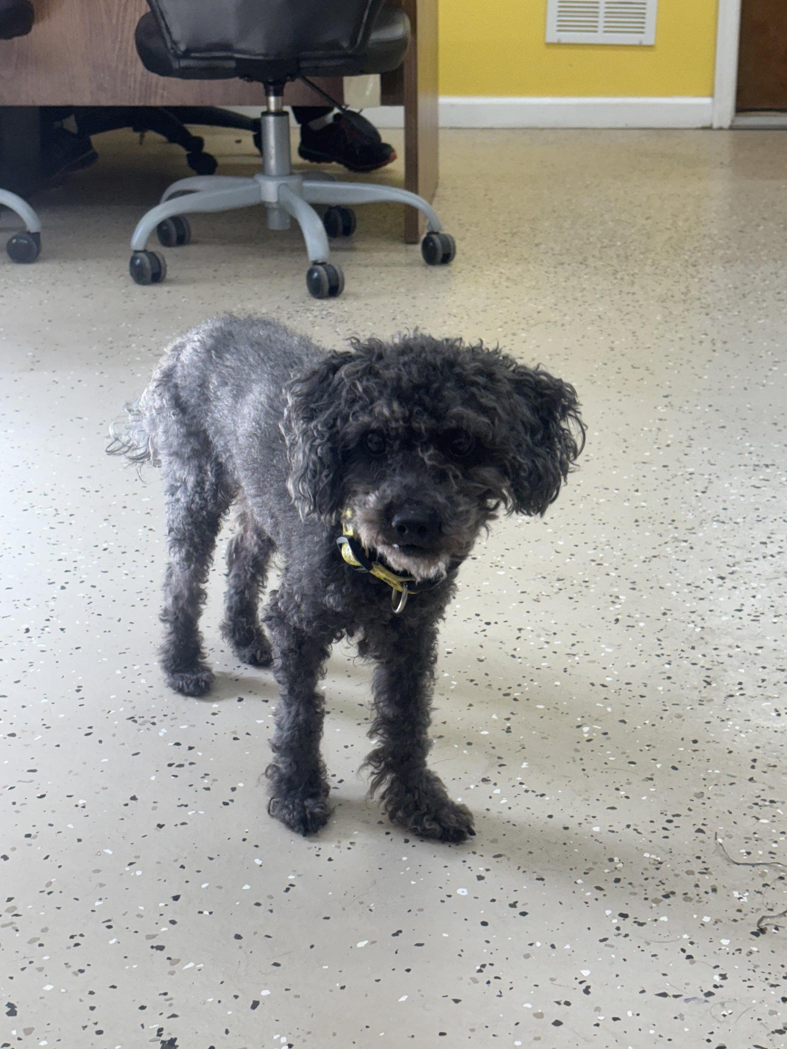Enlarge Bubbles, a Adopted Poodle in York, SC image 2/2