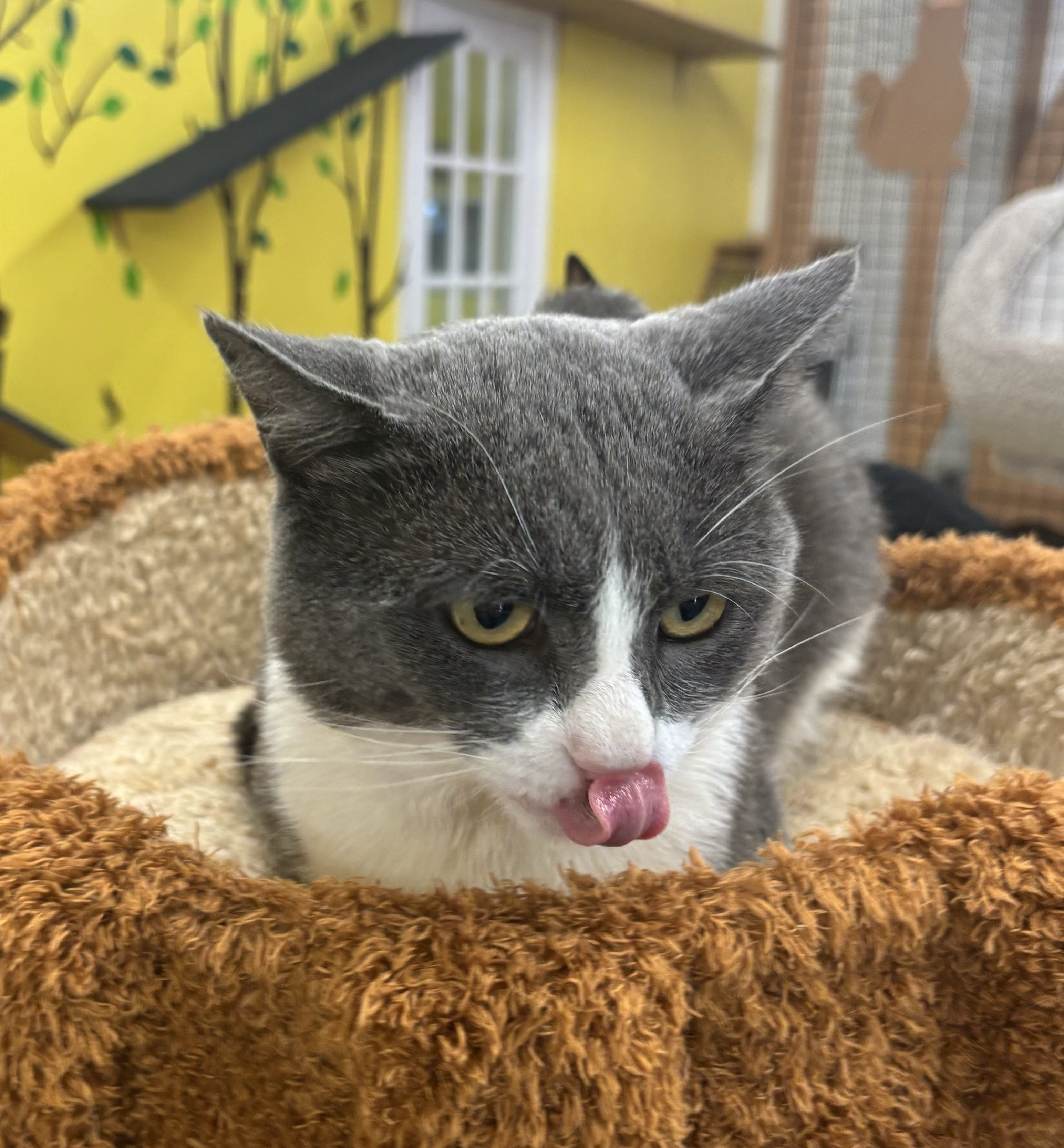 Enlarge Oscar, a Adoptable Domestic Short Hair in Whittier, CA image 2/6