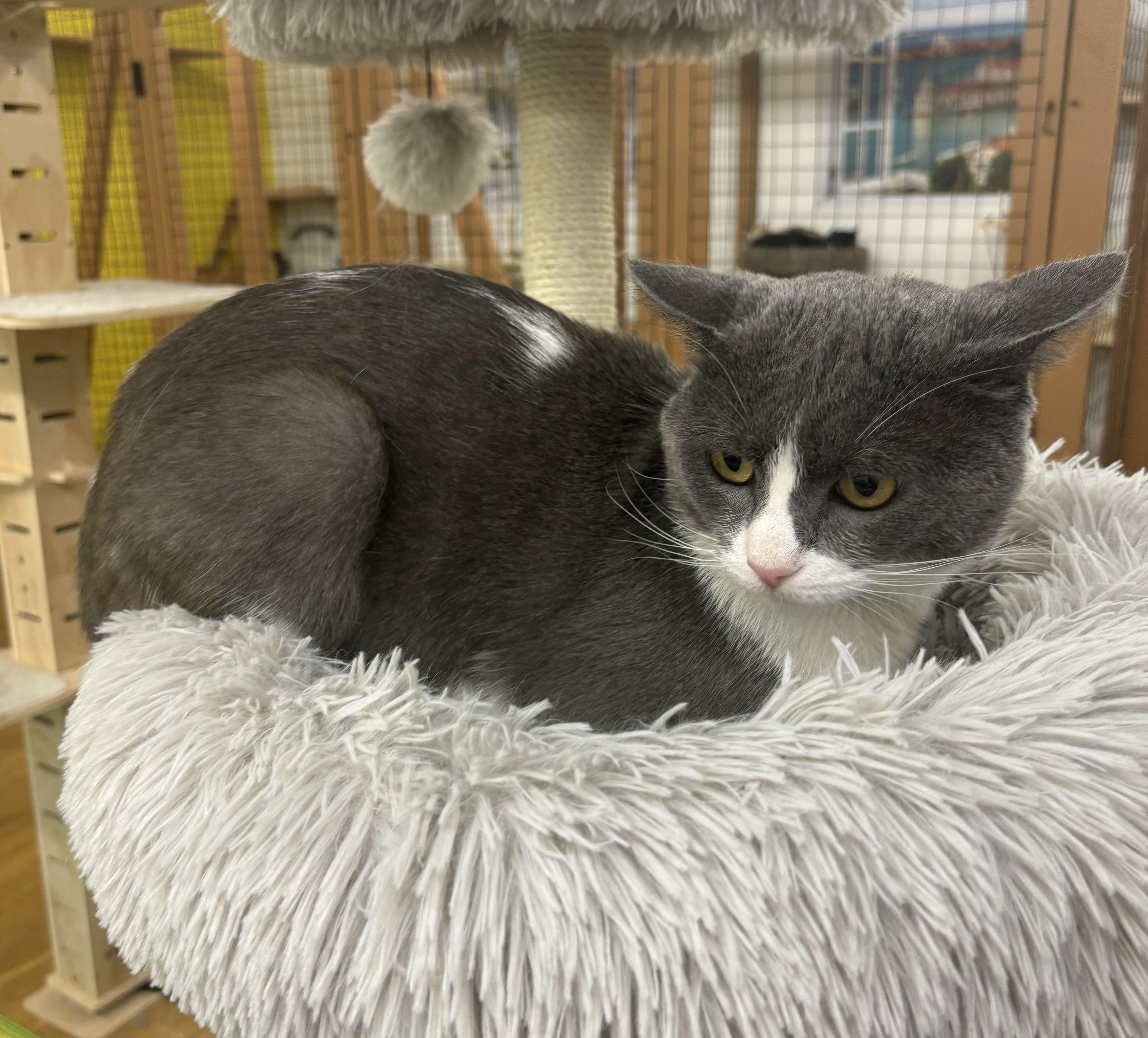 Enlarge Oscar, a Adoptable Domestic Short Hair in Whittier, CA image 3/6