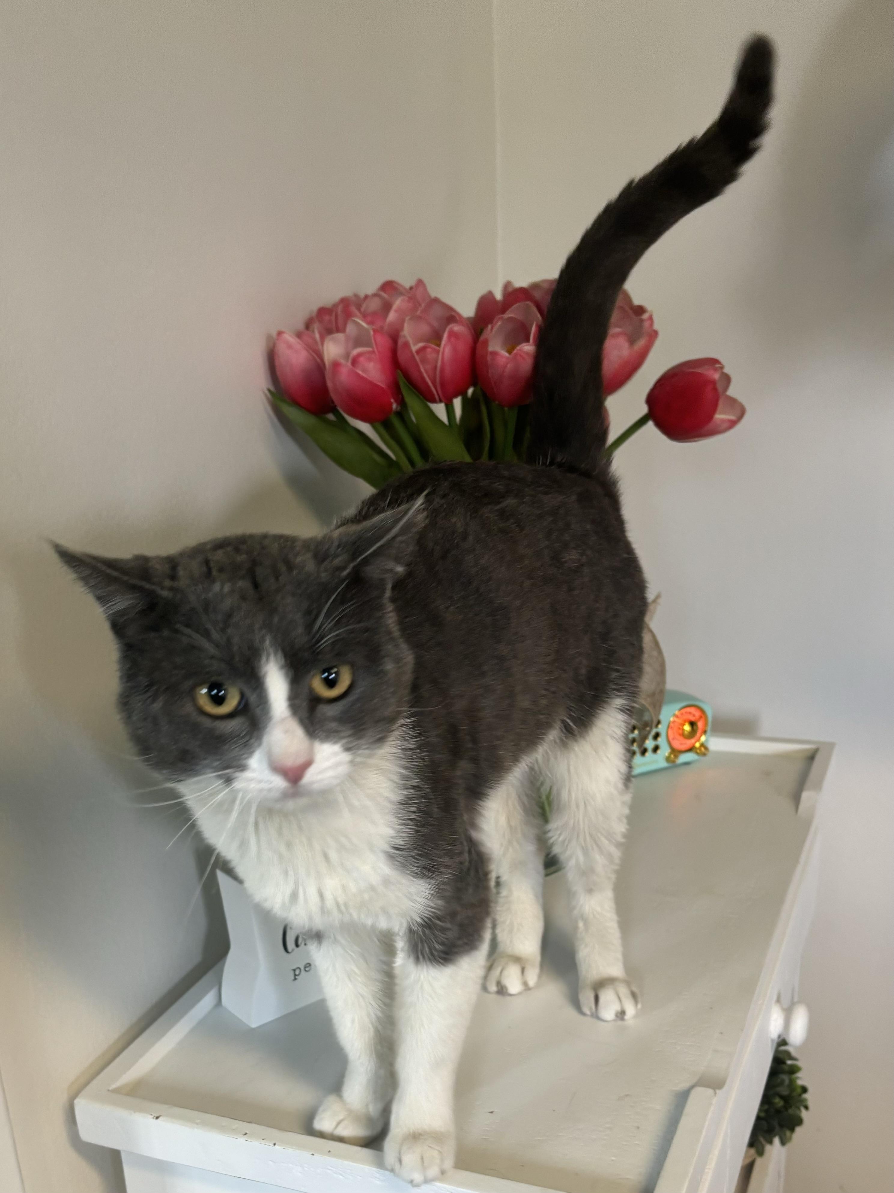Enlarge Oscar, a Adoptable Domestic Short Hair in Whittier, CA image 1/6